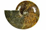Polished, Agatized Ammonite (Cleoniceras) - Madagascar #145802-1